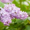 Syringa v. 'Michel Buchner' Pot 18 liter Stam 120 cm