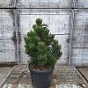 Pinus heldreichii 'Malinki' Pot 30 Liter 