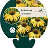 Echinacea 'Harvest Moon' Pot 9 cm