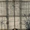 Prunus serrulata 'Kiku-Shidare-Zakura' Pot 18 liter 150 - 175 cm