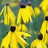 Echinacea paradoxa Pot 9 cm