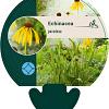 Echinacea paradoxa Pot 9 cm