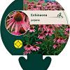 Echinacea purpurea Pot 9 cm