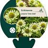 Echinacea p. 'Green Jewel' Pot 9 cm