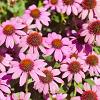 Echinacea p. 'Magnus' Pot 9 cm