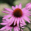 Echinacea p. 'Magnus' Pot 9 cm