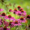 Echinacea p. 'Pica Bella' Pot 9 cm