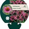 Echinacea p. 'Pica Bella' Pot 9 cm