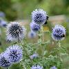 Echinops bannaticus Pot 9 cm