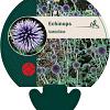 Echinops bannaticus Pot 9 cm