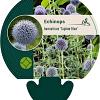 Echinops bannaticus 'Taplow Blue' Pot 9 cm
