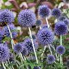 Echinops ritro Pot 9 cm