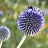 Echinops ritro 'Veitch's Blue' Pot 9 cm