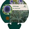 Echinops ritro 'Veitch's Blue' Pot 9 cm
