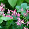 Epimedium gr. 'Lilafee' Pot 9 cm