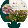 Epimedium gr. 'Lilafee' Pot 9 cm