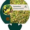 Epimedium perralc. 'Frohnleiten' Pot 9 cm