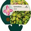 Epimedium rubrum Pot 9 cm