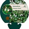 Epimedium y. 'Niveum' Pot 9 cm
