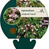 Epimedium y. 'Roseum' Pot 9 cm