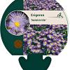 Erigeron 'Dunkelste Aller' Pot 9 cm