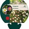 Erigeron karvinskianus Pot 9 cm