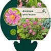 Anemone hyb. 'Margarete' Pot 9 cm