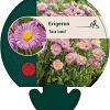 Erigeron 'Rosa Juwel' Pot 9 cm