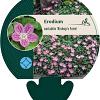 Erodium variabile 'Bishop's Form' Pot 9 cm