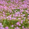 Erodium variabile 'Bishop's Form' Pot 9 cm