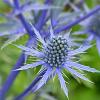 Eryngium planum Pot 9 cm