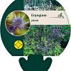 Eryngium planum Pot 9 cm