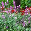 Erysimum 'Bowles' Mauve' Pot 9 cm