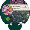 Erysimum 'Bowles' Mauve' Pot 9 cm