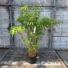 Fargesia rufa Pot 10 liter