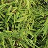 Fargesia rufa Pot 10 liter