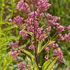 Eupatorium mac. 'Atropurpureum' Pot 9 cm