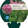 Eupatorium mac. 'Atropurpureum' Pot 9 cm