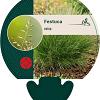 Festuca ovina Pot 9 cm