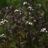 Eupatorium rugosum 'Chocolate' Pot 9 cm