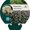 Eupatorium rugosum 'Chocolate' Pot 9 cm