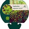 Euphorbia amygdal. 'Purpurea' Pot 9 cm
