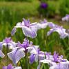 Iris ensata Pot 9 cm