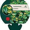 Lamiastrum galeobdolon Pot 9 cm