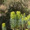 Euphorbia characias wulfenii Pot 9 cm