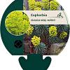 Euphorbia characias wulfenii Pot 9 cm