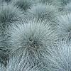 Festuca glauca Pot 9 cm