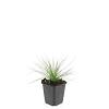 Festuca glauca 'Elijah Blue' Pot 9 cm
