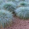 Festuca glauca 'Elijah Blue' Pot 9 cm