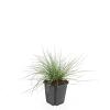 Festuca glauca 'Elijah Blue' Pot 9 cm